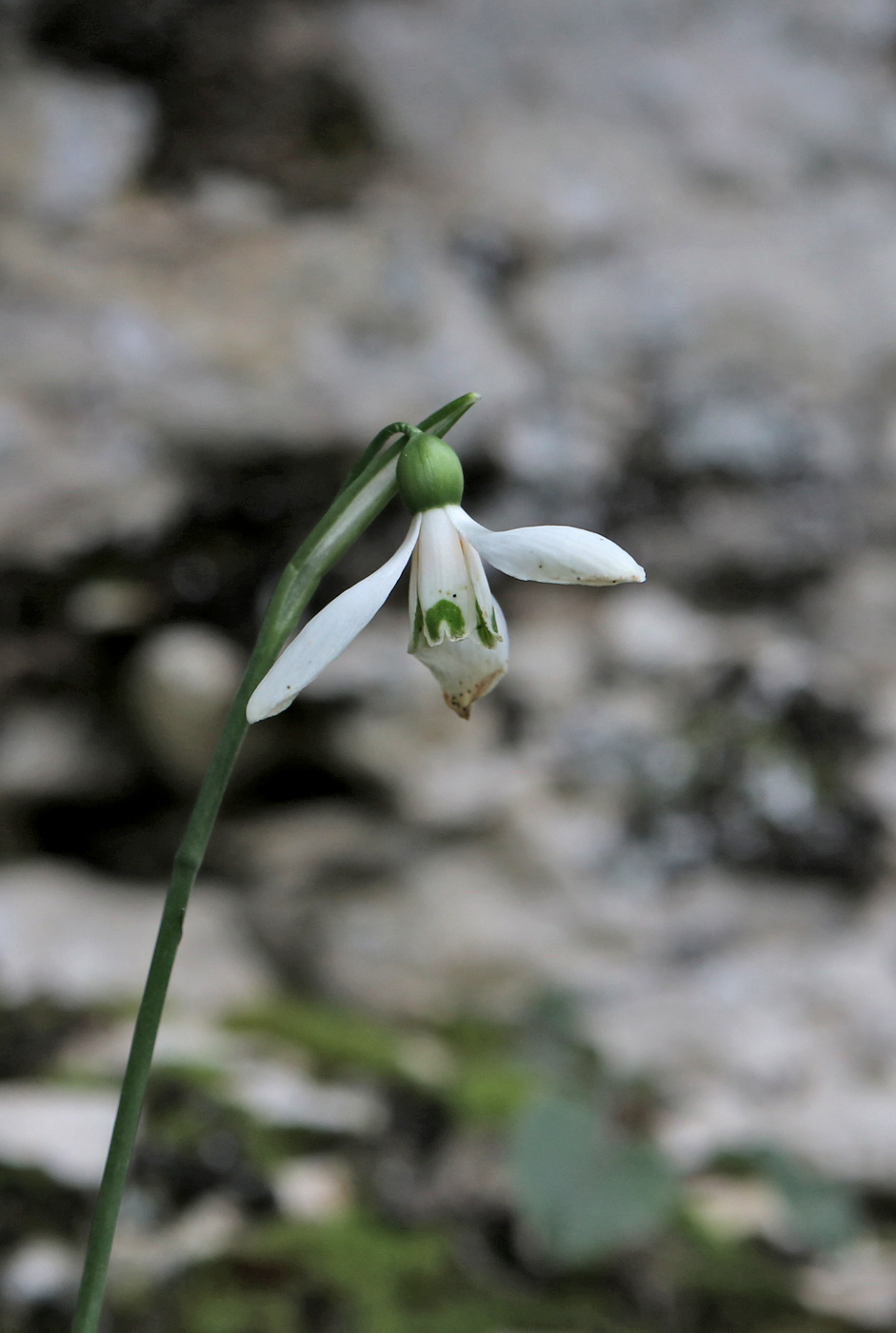 Image of Galanthus woronowii specimen.