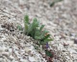 Pyrethrum poteriifolium. Побеги. Краснодарский край, Крымский р-н, окр. станицы Неберджаевская, дол. р. Липки, пушистодубово-грабинниковый лес, скальное обнажение на месте старого заросшего карьера, на плотном субстрате из мергелевой крошки. 27.03.2026.