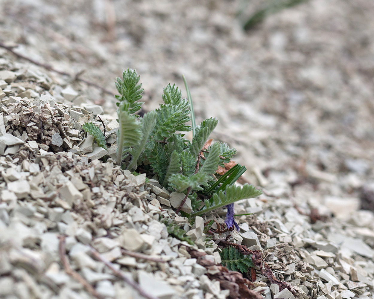 Изображение особи Pyrethrum poteriifolium.