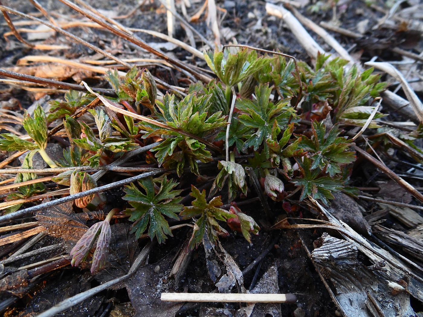 Image of Geranium sylvaticum specimen.