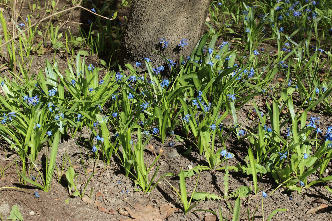 Изображение особи Scilla siberica.
