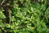 genus Salix. Веточка с женскими соцветиями. Кабардино-Балкария, Эльбрусский р-н, нижняя часть висячей дол. р. Когутайка, выс. ок. 2420 м н.у.м., прав. берег реки. 22 июня 2025 г.