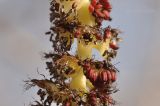 Populus suaveolens