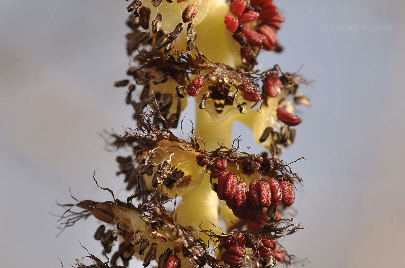 Image of Populus suaveolens specimen.