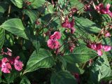 Impatiens glandulifera. Листья, цветки, бутоны и плоды. Магаданская обл., г. Магадан, заросший глубокий пустырь, на обочине. 23.08.2025.