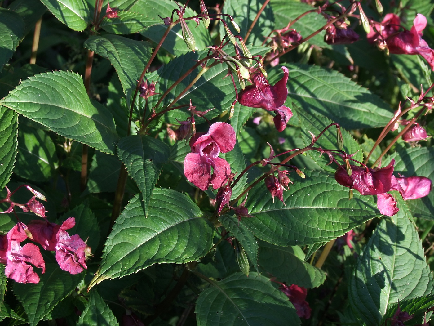 Image of Impatiens glandulifera specimen.