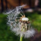 Taraxacum distantilobum. Частично облетевшее соплодие. Свердловская обл., городской округ Первоуральск, турбаза \"Остров\", сосновый лес, небольшая разнотравная полянка. 15.06.2024.