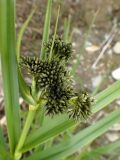 Scirpus radicans. Верхушка побега с соцветием. Хабаровский край, г. Комсомольск-на-Амуре, заболоченная обочина дороги. 04.06.2026.