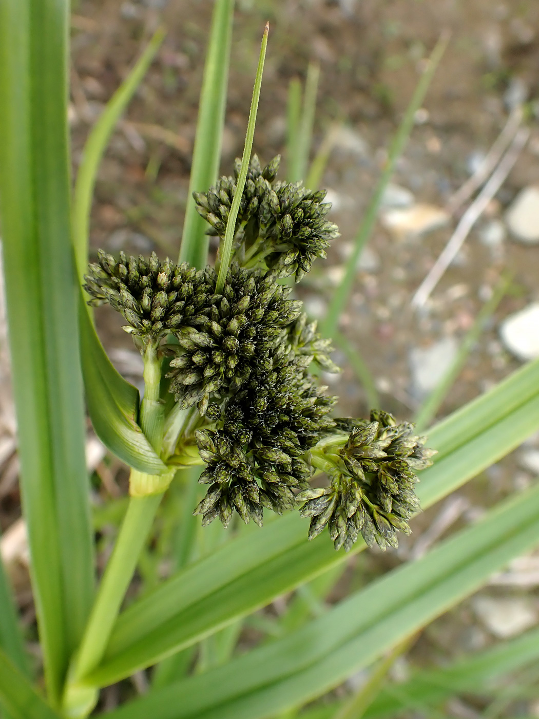 Изображение особи Scirpus radicans.