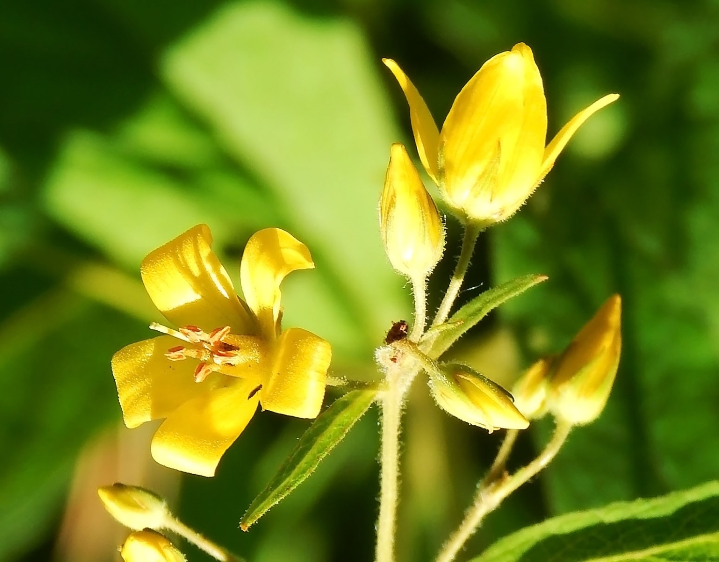 Image of Lysimachia vulgaris specimen.