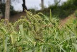 Setaria verticillata. Соцветия. Крым, Севастополь, Инкерман, пустырь. 03.08.2026.