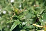 Hypericum ascyron. Верхушка побега с завязавшимся плодом. Приморский край, Шкотовский р-н, окр. с. Новонежино, сырой луг. 08.08.2026.