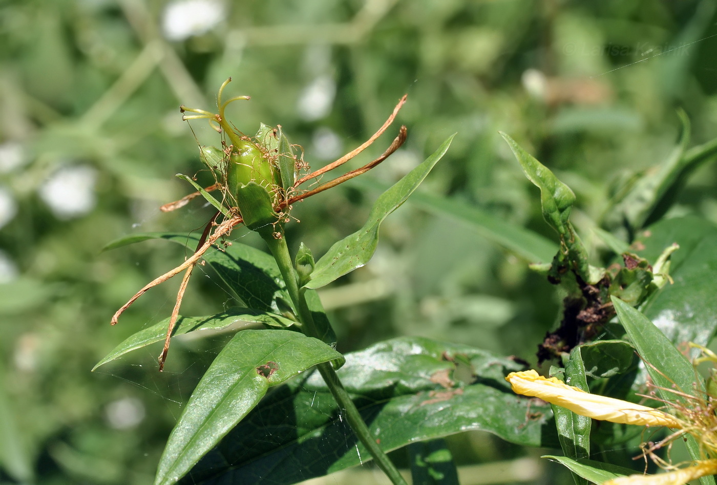 Image of Hypericum ascyron specimen.