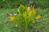 Colchicum speciosum. Вегетирующее растение. Турция, ил Артвин, окр. дер. Кашикли 250 м ниже моста через р. Корпусу, левый борт долины, луг. 12 июня 2026 г.