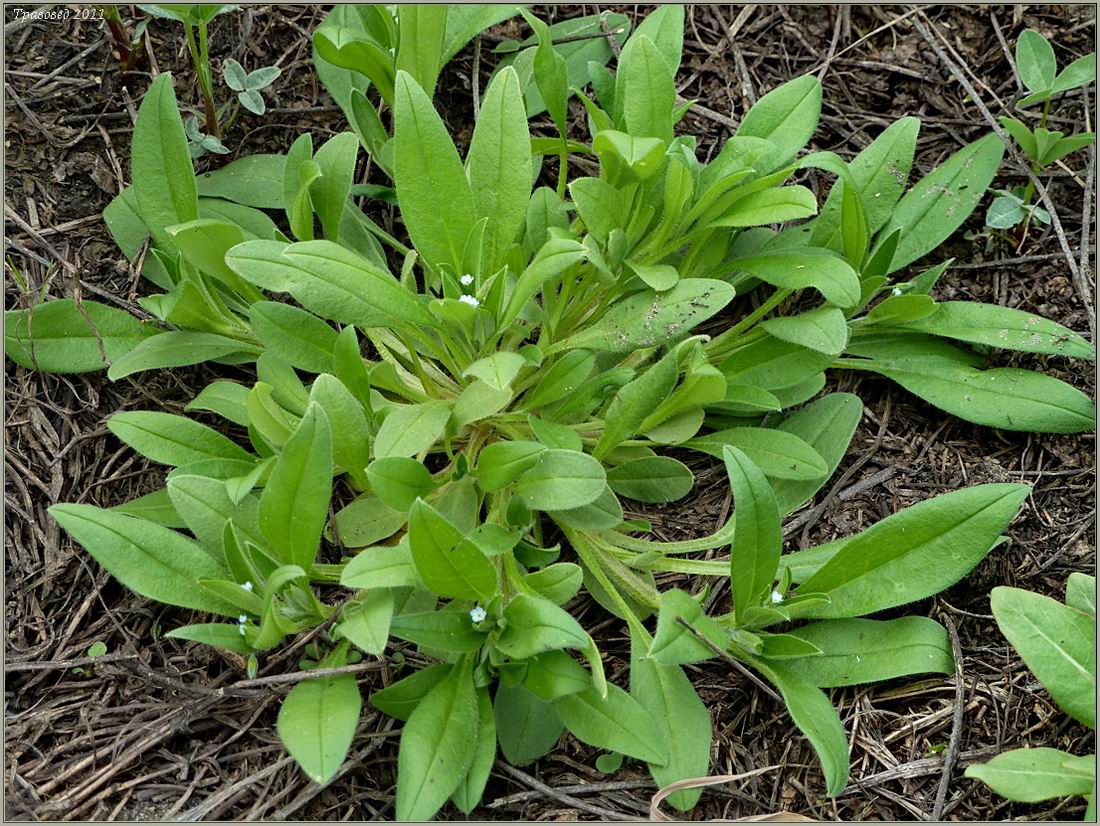 Image of Myosotis sparsiflora specimen.