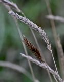familia Poaceae. Сухое соплодие. Волгоградская обл., Дубовский р-н, Александровский грабен, использующийся под выпас степной склон. 11.04.2026.