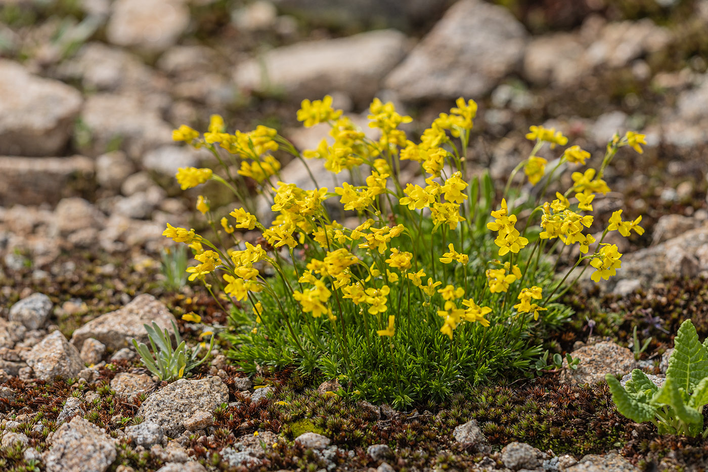 Image of Draba scabra specimen.