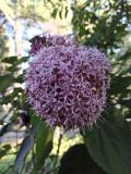 Clerodendrum bungei