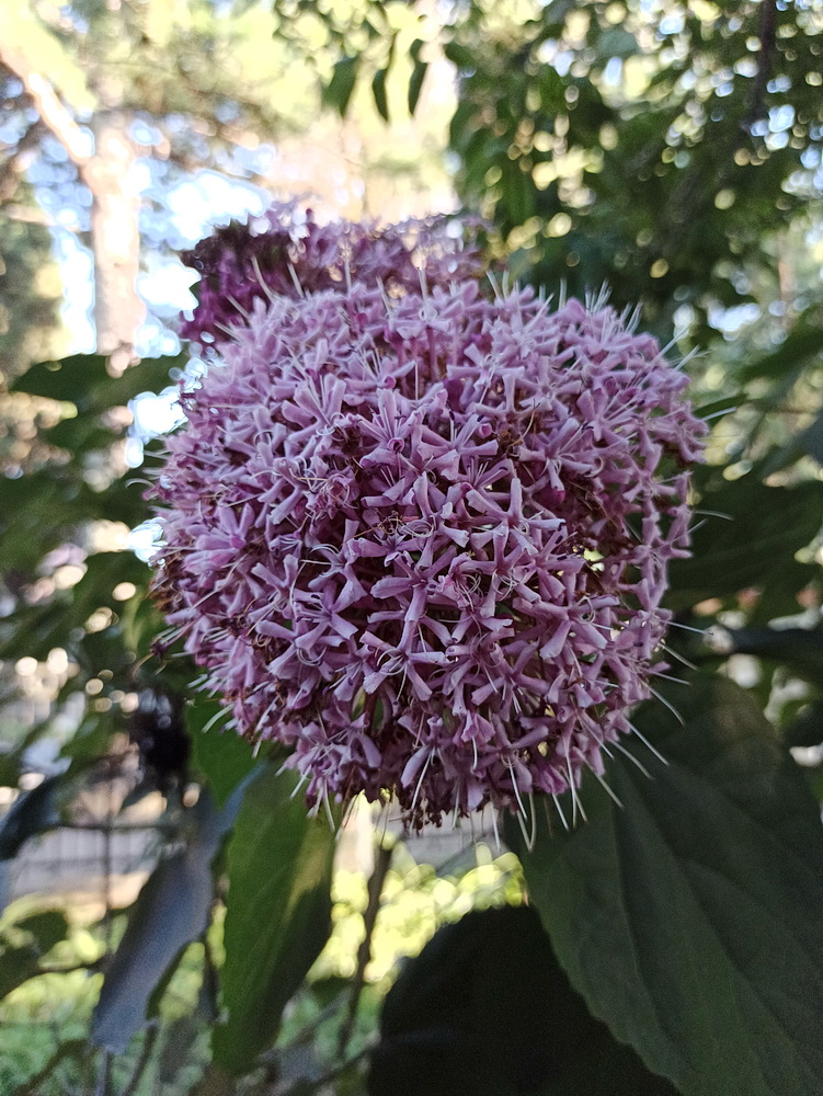 Image of Clerodendrum bungei specimen.