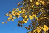 Tilia cordata. Ветвь с листвой в осенней окраске. Санкт-Петербург, Кировский р-н, декоративное озеленение. 14.10.2026.