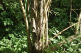 Sambucus canadensis разновидность acutiloba. Нижняя часть растения. Санкт-Петербург, Ботанический сад Петра Великого, дендрарий. 27.08.2026.