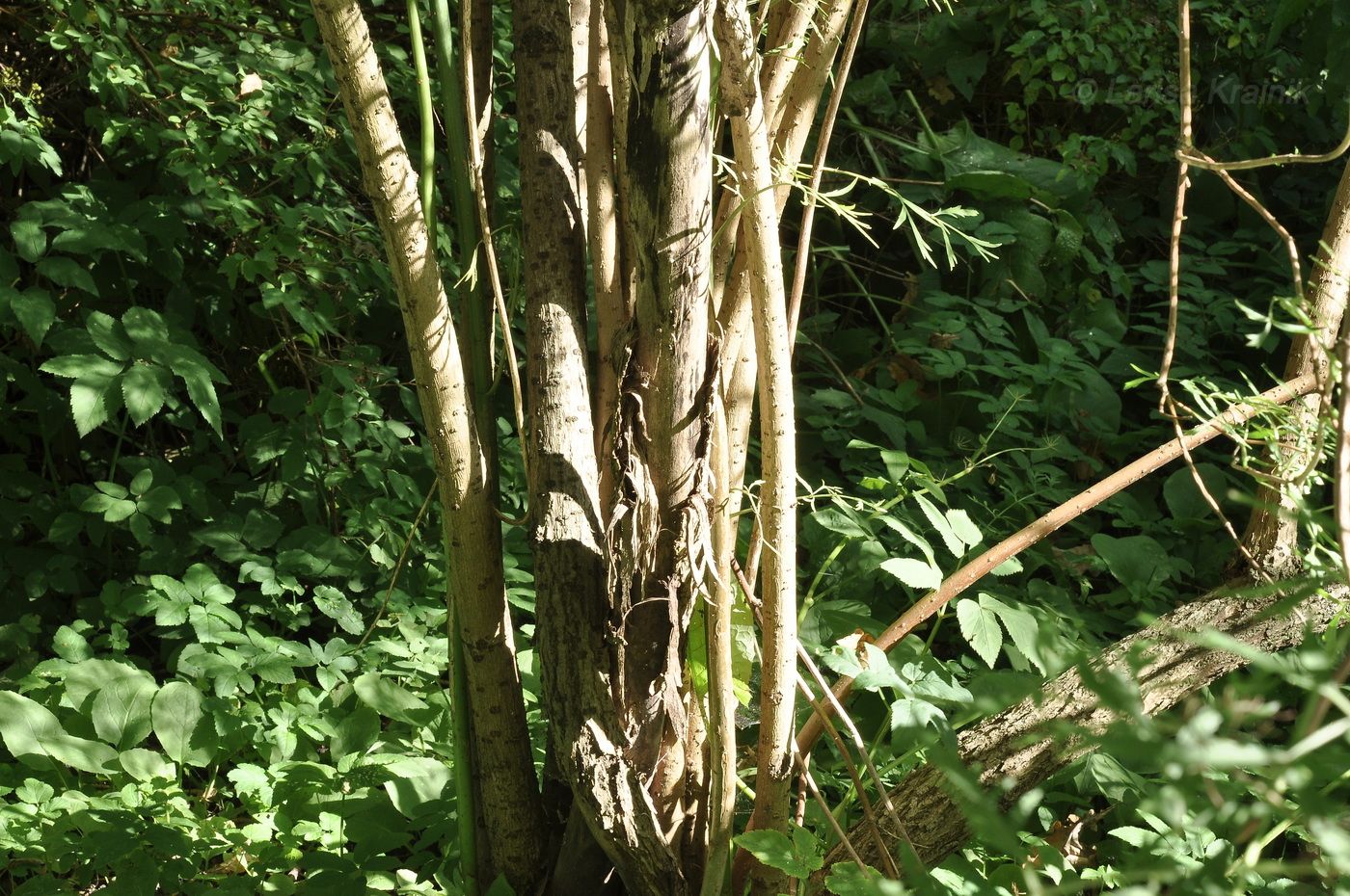 Image of Sambucus canadensis var. acutiloba specimen.
