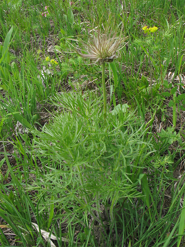 Изображение особи Pulsatilla grandis.