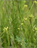 Camelina microcarpa. Часть побега. Чувашия, окр. г. Шумерля, ст. Кумашка, ж.-д. насыпь. 29 мая 2011 г.