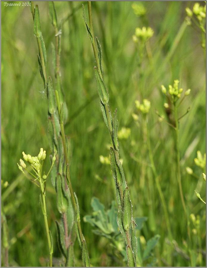 Image of Camelina microcarpa specimen.