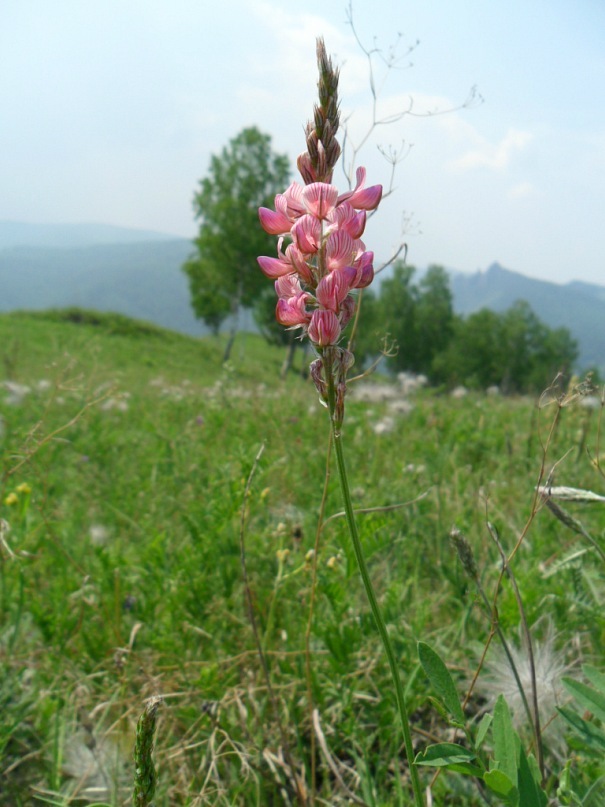 Image of Onobrychis sibirica specimen.