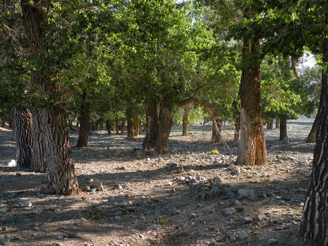 Изображение особи Populus laurifolia.