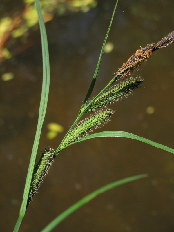 Изображение особи Carex acuta.