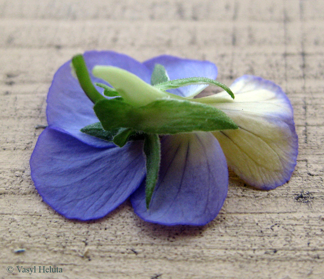 Изображение особи Viola tricolor.
