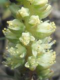 Image of taxon representative. Author is Юрий Панов