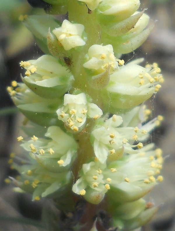 Изображение особи Orostachys spinosa.