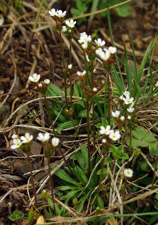 Image of genus Androsace specimen.