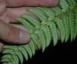 Polystichum lonchitis