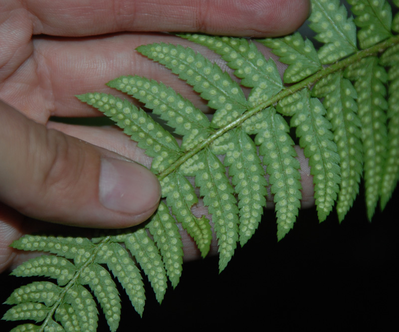 Image of Polystichum lonchitis specimen.