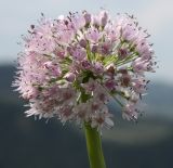 Allium nutans