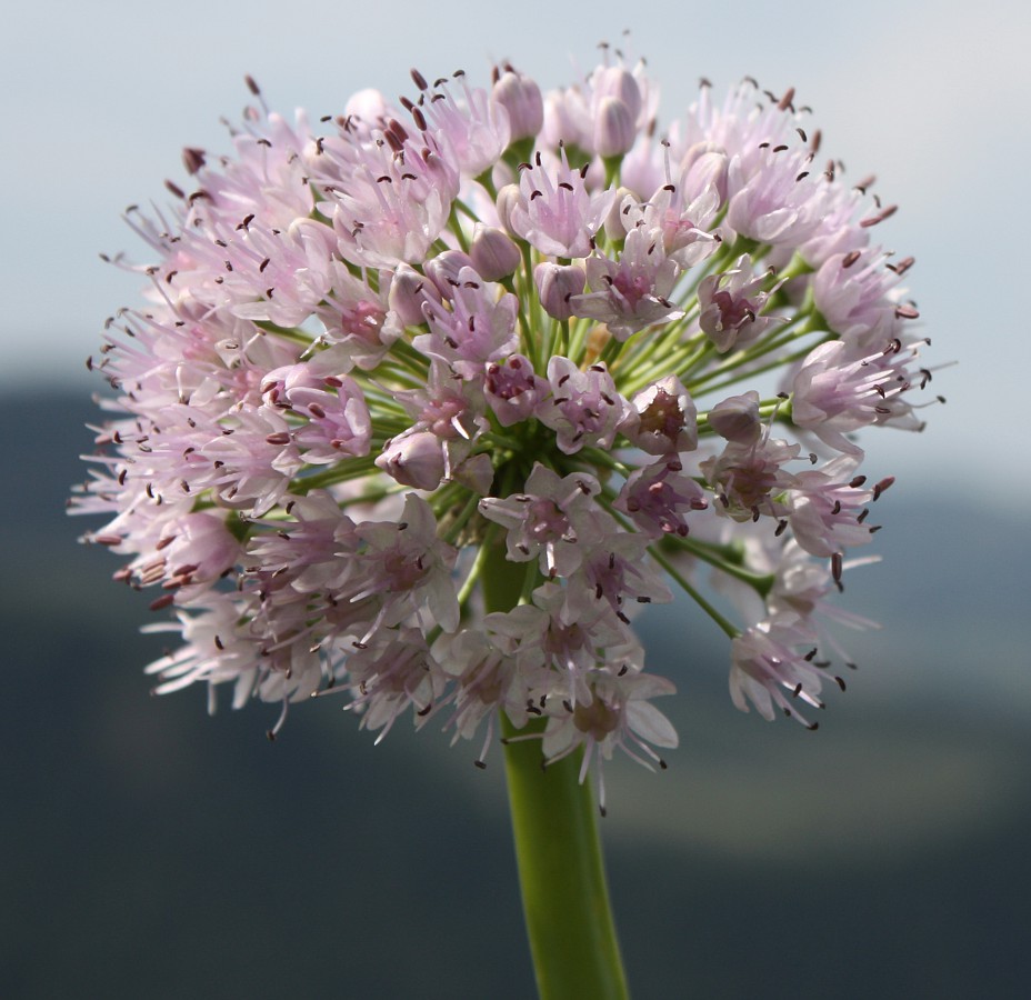 Image of Allium nutans specimen.