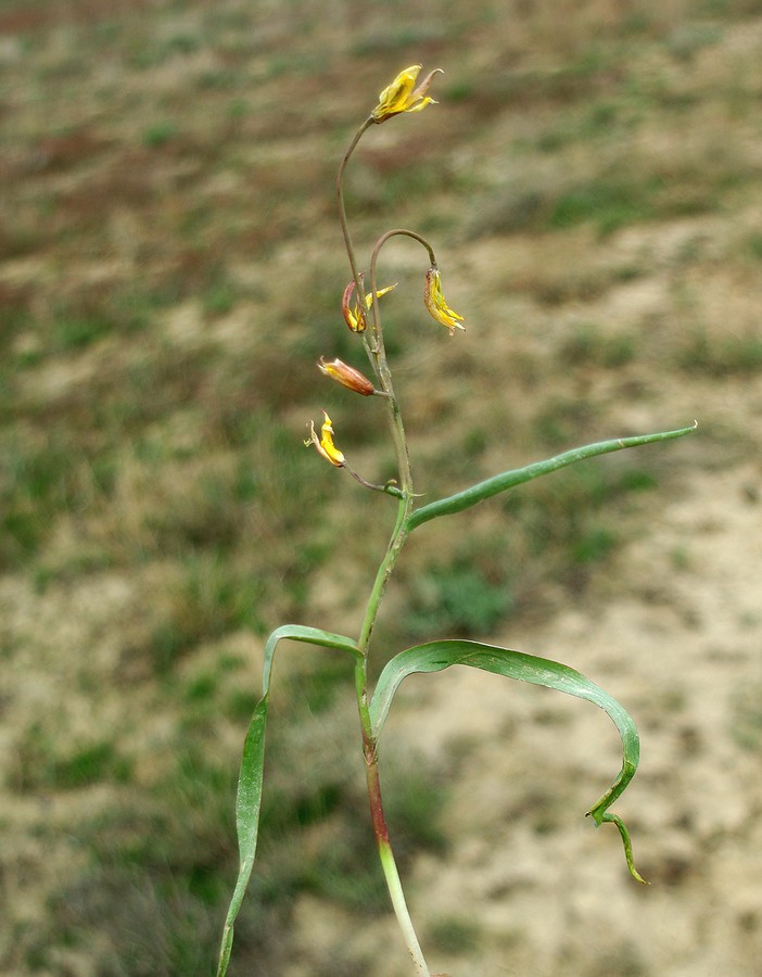 Изображение особи Tulipa turgaica.