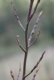 Image of taxon representative. Author is Денис Мирин