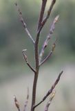 Hesperis sibirica. Средняя часть соплодия. Алтайский край, Солонешенский р-н, луг в пойме р. Ануй. 28.08.2009.