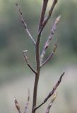Hesperis sibirica