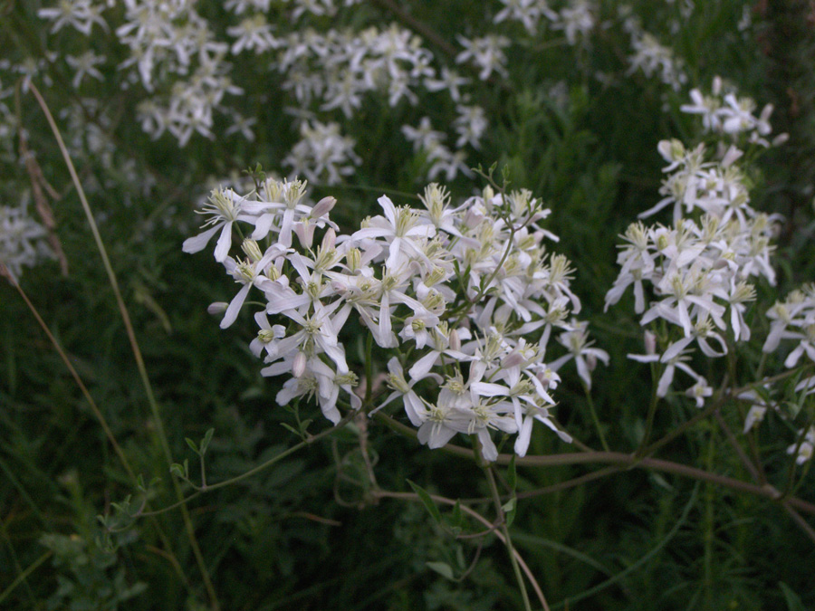 Изображение особи Clematis lathyrifolia.