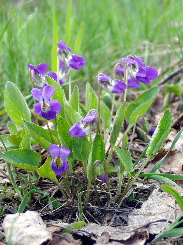 Image of Viola ambigua specimen.