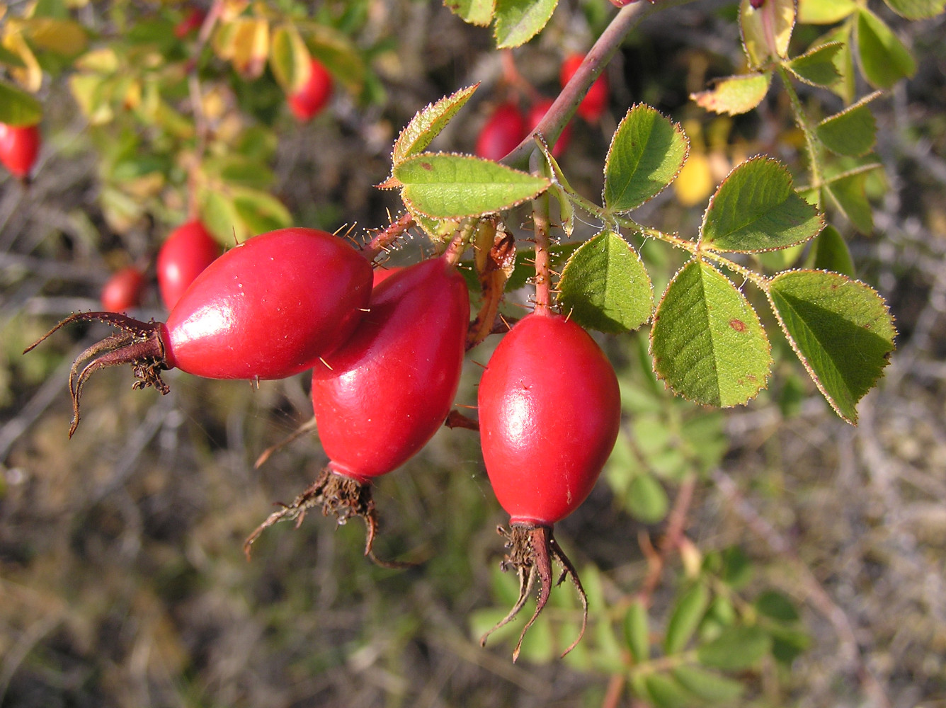 Изображение особи Rosa rubiginosa.