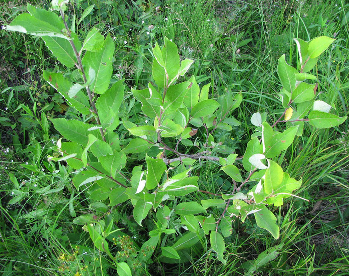 Image of Salix caprea specimen.