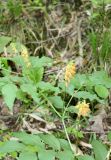 Lathyrus aureus