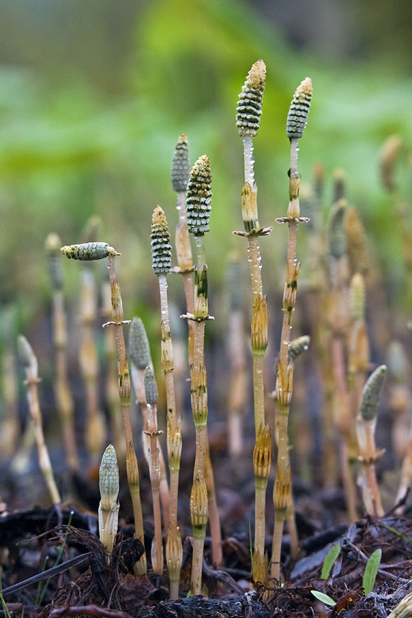 Изображение особи Equisetum sylvaticum.